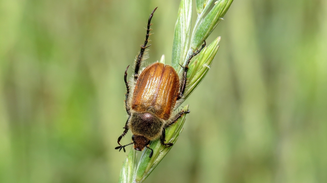 Chaetopteroplia segetum - rozsszipoly