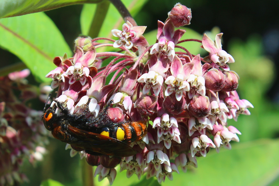 Megascolia maculata - óriás-tőrösdarázs