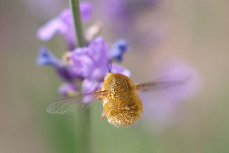 Bombylius fulvescens