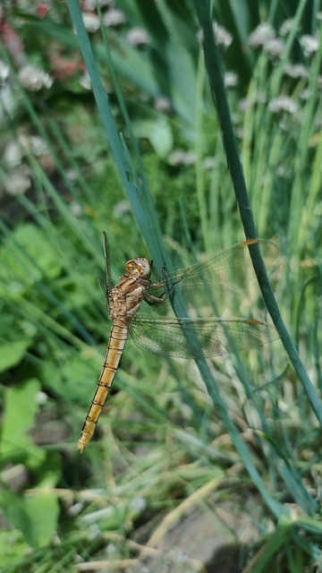 Orthetrum brunneum - pataki pásztorszitakötő