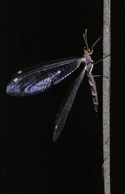 Megistopus flavicornis - kétfoltos hangyaleső