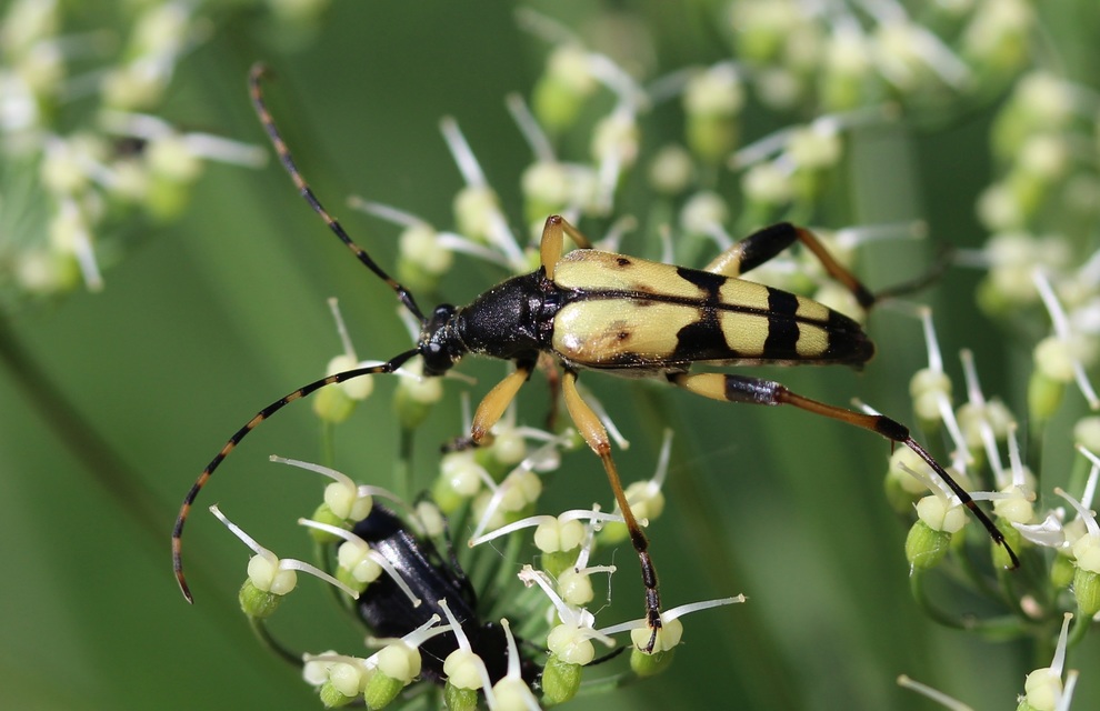 Rutpela maculata - tarkacsápú karcsúcincér