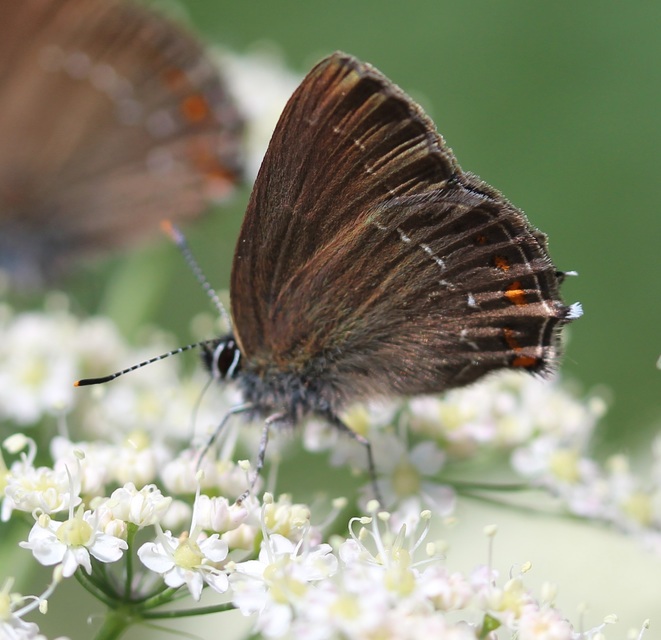 Satyrium ilicis - tölgyfa-csücsköslepke