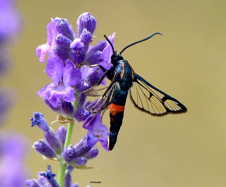 Synanthedon stomoxiformis - naspolyaszitkár