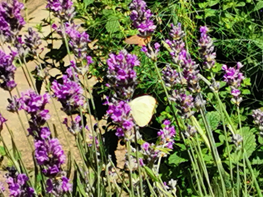 Pieris rapae - répalepke