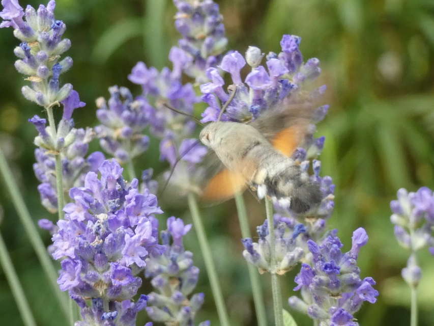 Macroglossum stellatarum - kacsafarkú szender