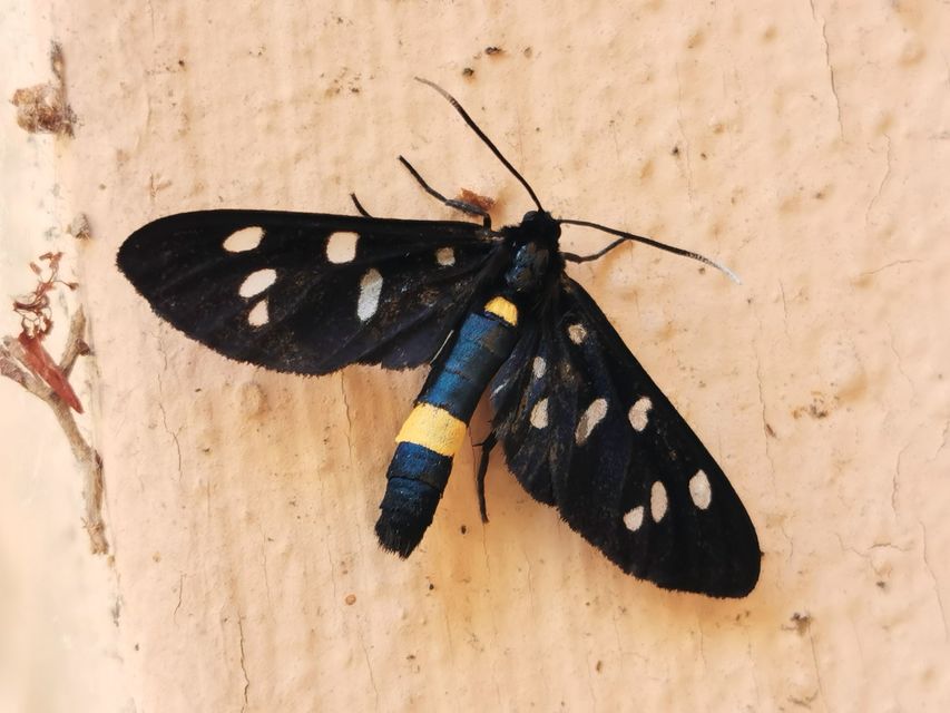 Amata phegea - fehérpettyes álcsüngőlepke