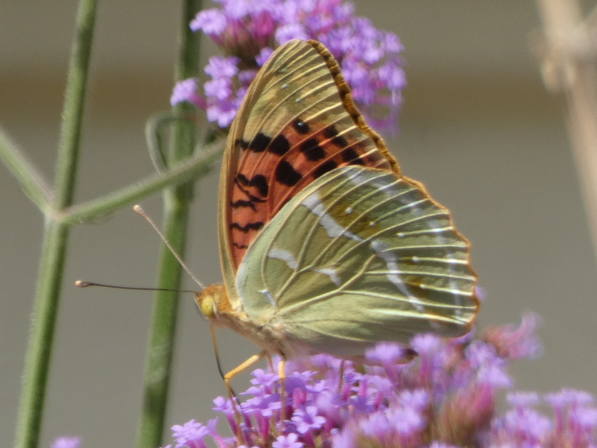 Argynnis pandora - zöldes gyöngyházlepke