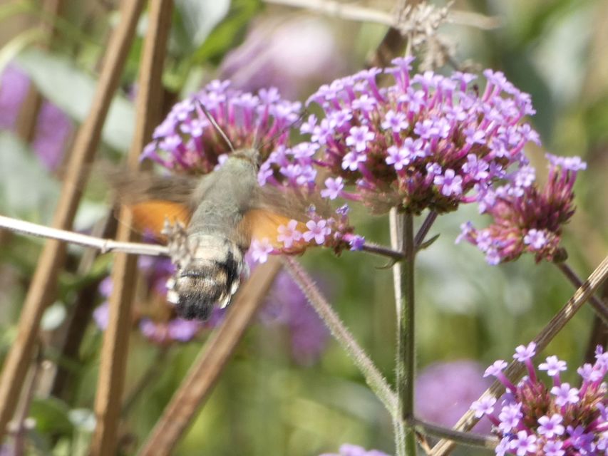 Macroglossum stellatarum - kacsafarkú szender