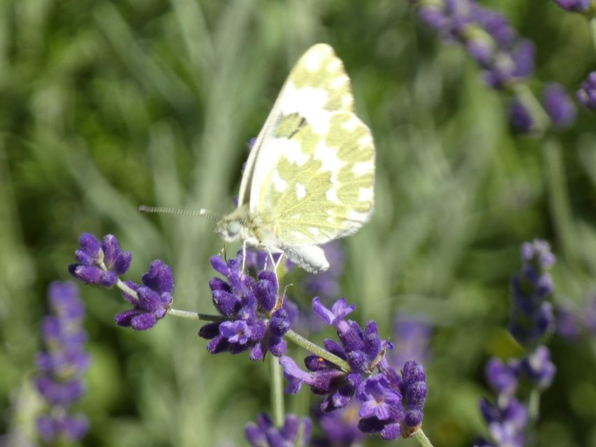 Pontia edusa - rezedalepke