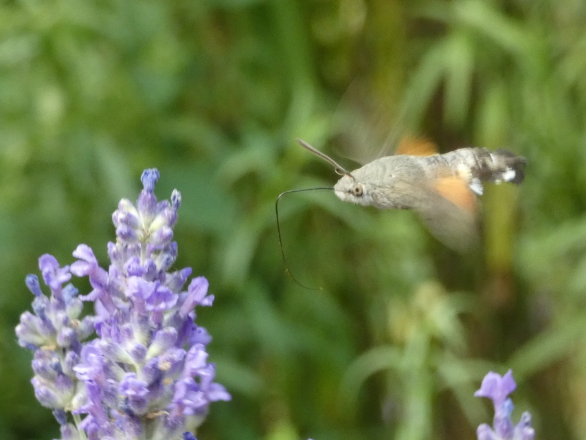 Macroglossum stellatarum - kacsafarkú szender