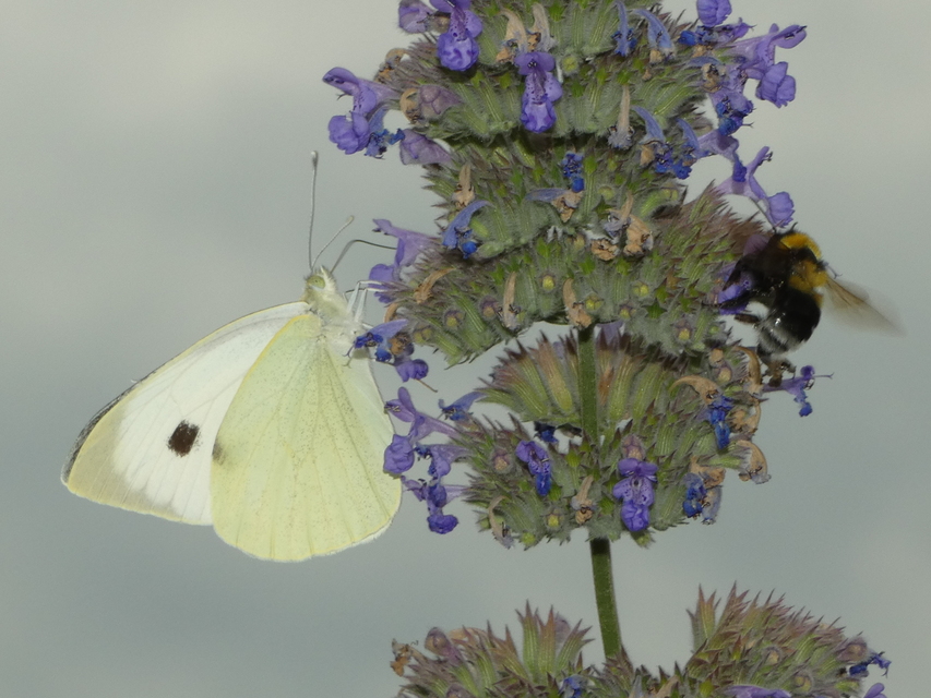 Pieris brassicae - káposztalepke