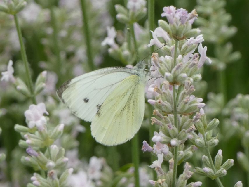 Pieris napi - repcelepke