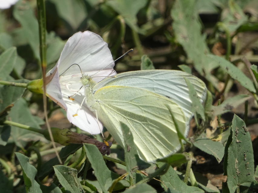 Pieris rapae - répalepke