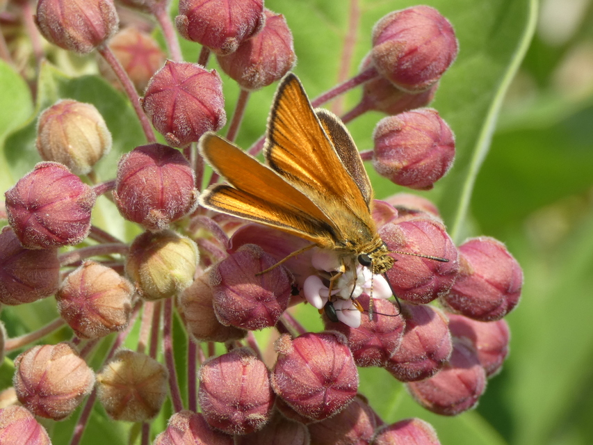 Thymelicus lineola - vonalas busalepke