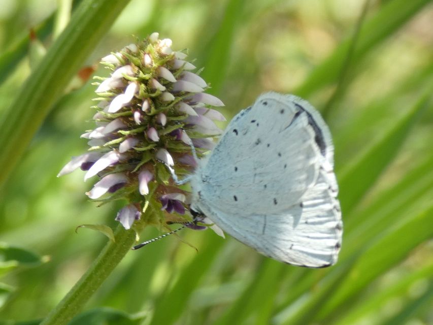 Celastrina argiolus - bengeboglárka