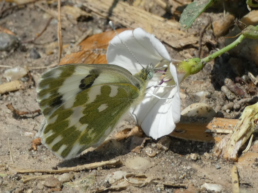 Pontia edusa - rezedalepke