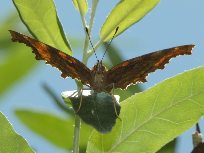 Nymphalis c-album - C-betűs lepke