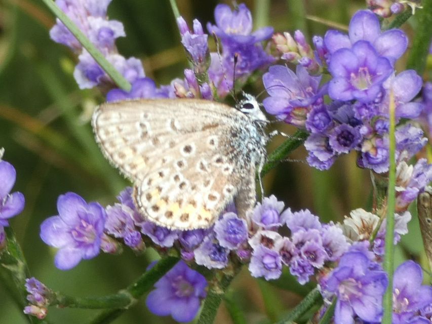 Plebejus argus - ezüstös boglárka