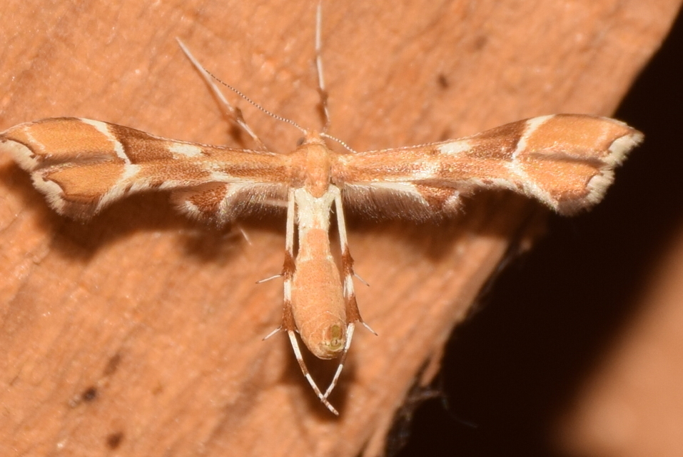 Cnaemidophorus rhododactyla - rózsabogyó-tollasmoly