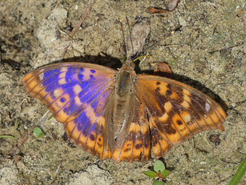 Apatura ilia - kis színjátszólepke