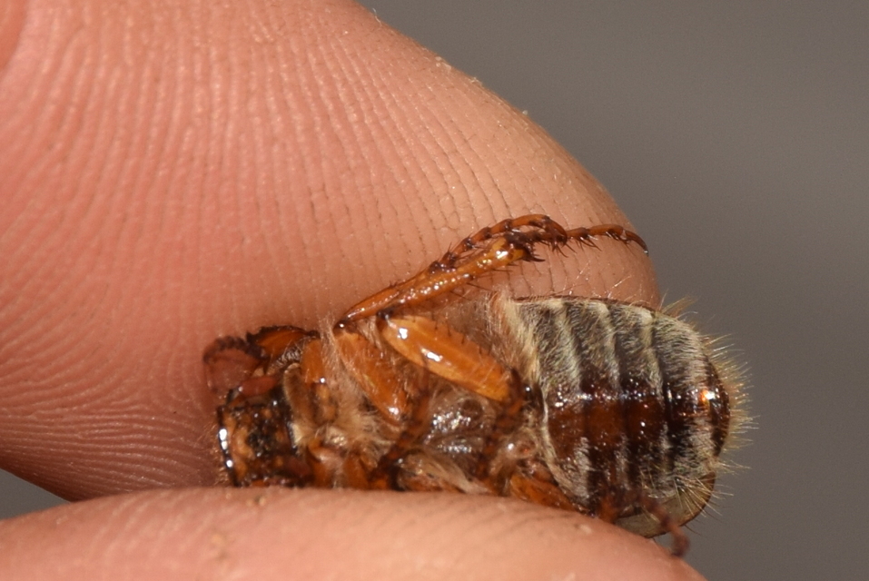Amphimallon solstitiale - bordás sárgacserebogár