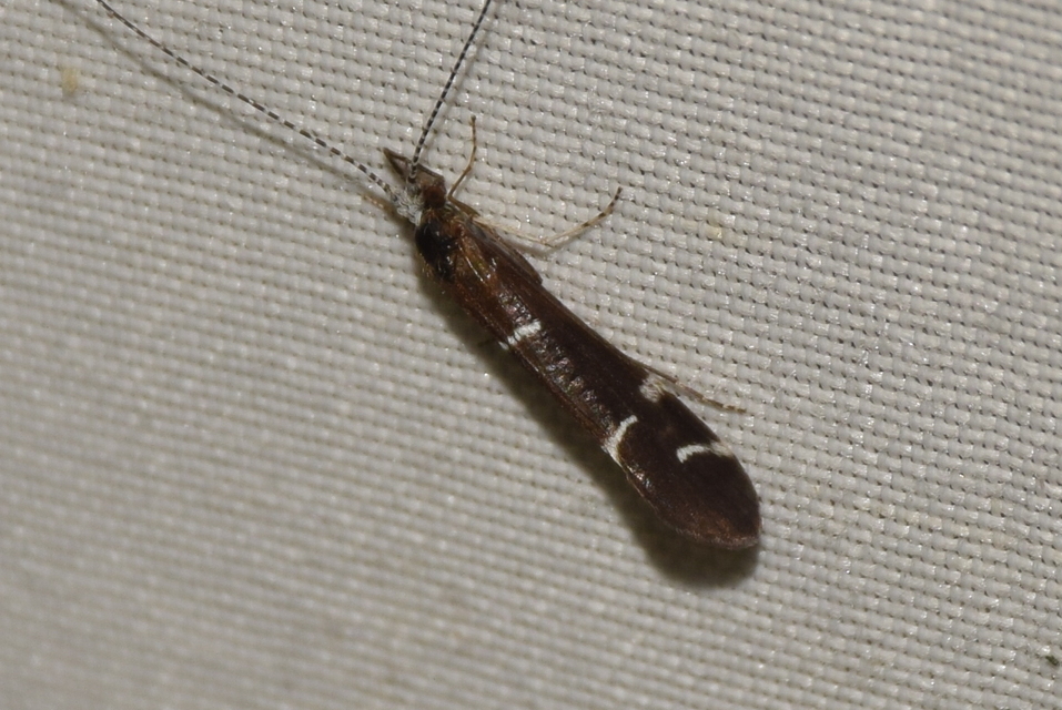 Athripsodes albifrons