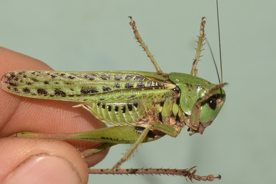 Decticus verrucivorus - szemölcsevő szöcske