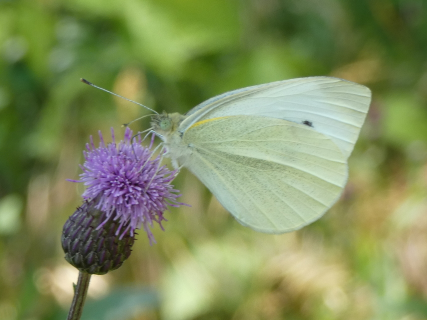 Pieris rapae - répalepke