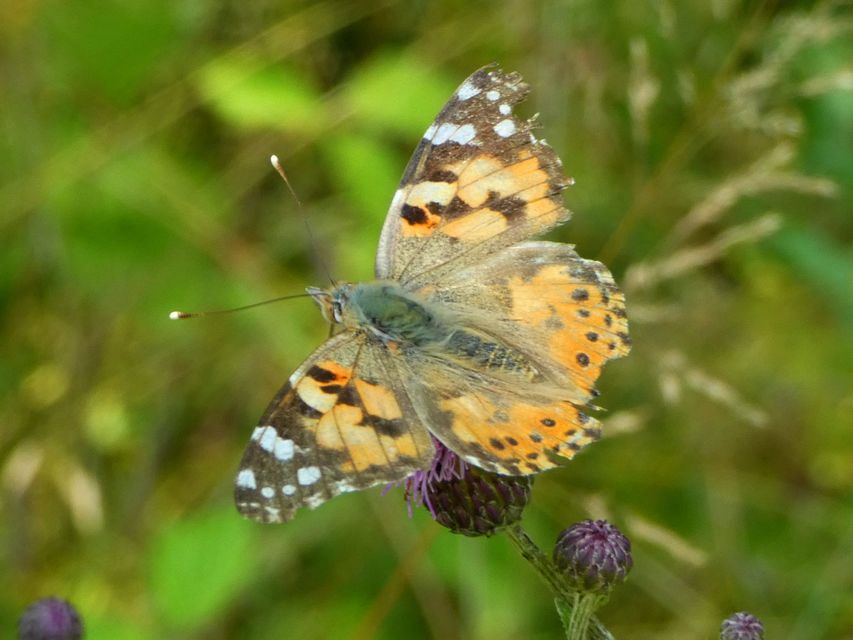 Vanessa cardui - bogáncslepke
