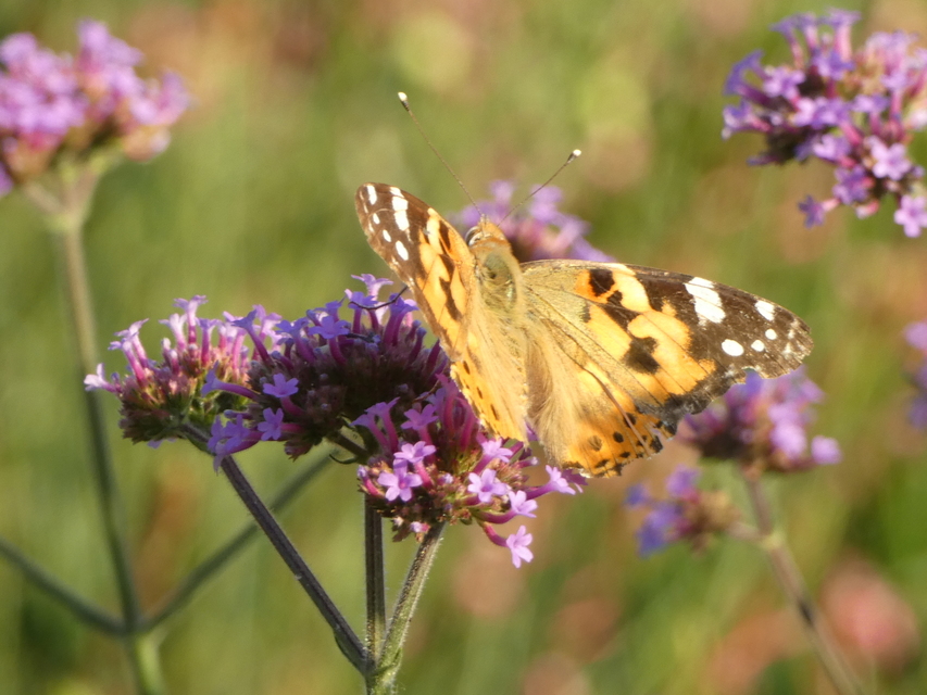 Vanessa cardui - bogáncslepke