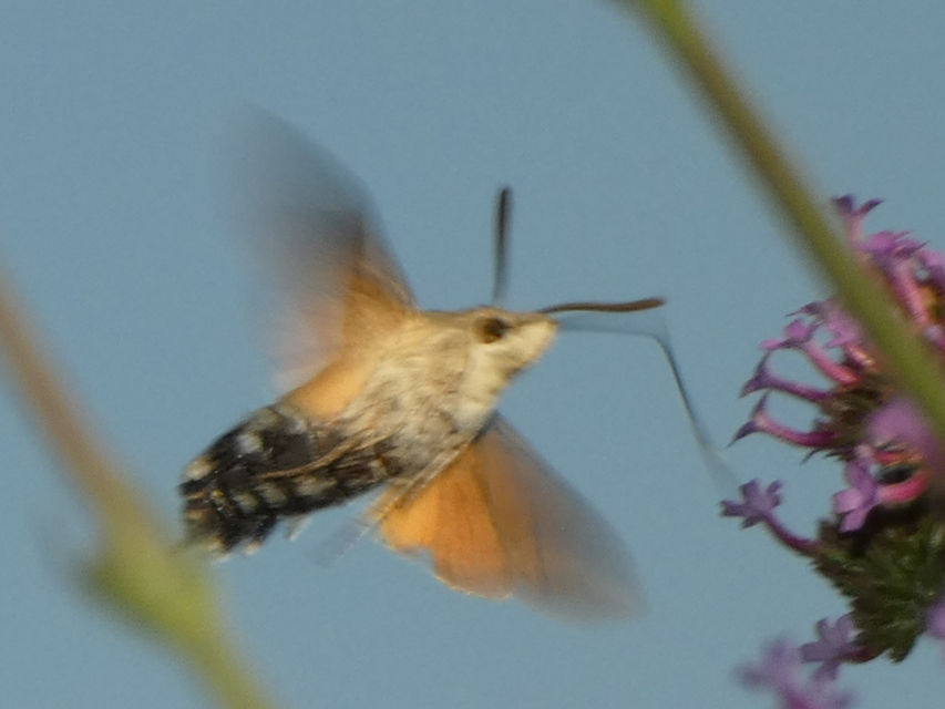 Macroglossum stellatarum - kacsafarkú szender