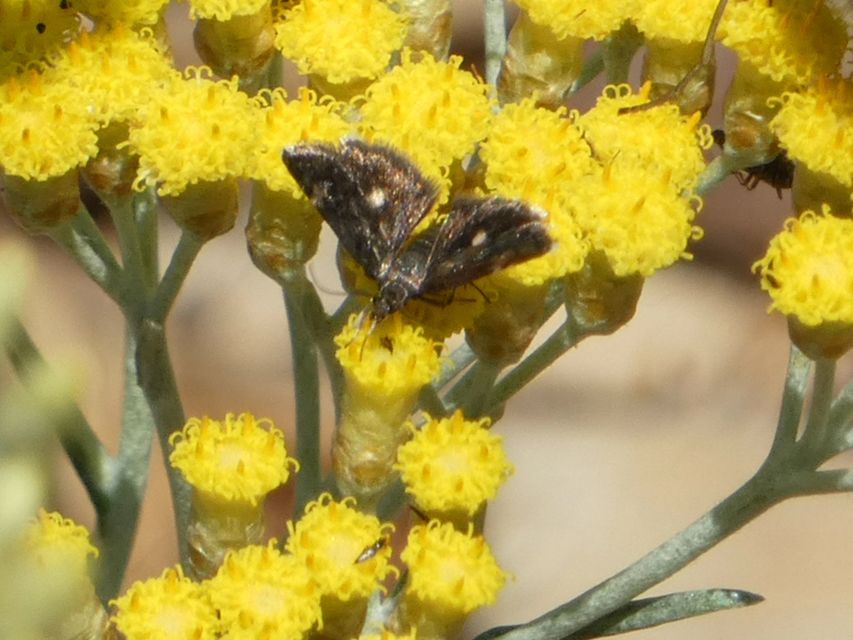 Heliothela wulfeniana - fényes kormosmoly