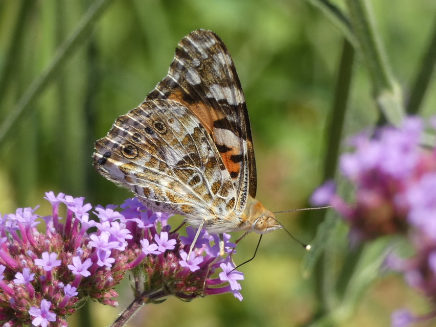 Vanessa cardui - bogáncslepke