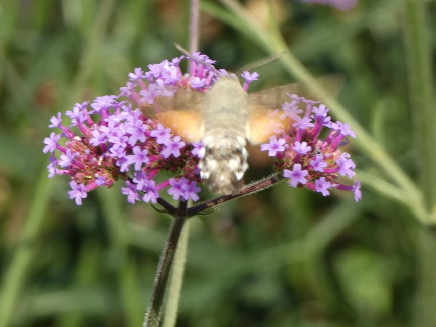Macroglossum stellatarum - kacsafarkú szender