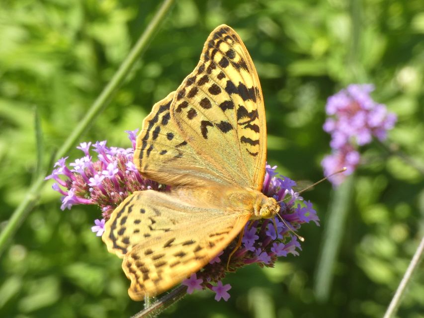 Argynnis pandora - zöldes gyöngyházlepke