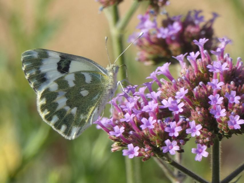 Pontia edusa - rezedalepke
