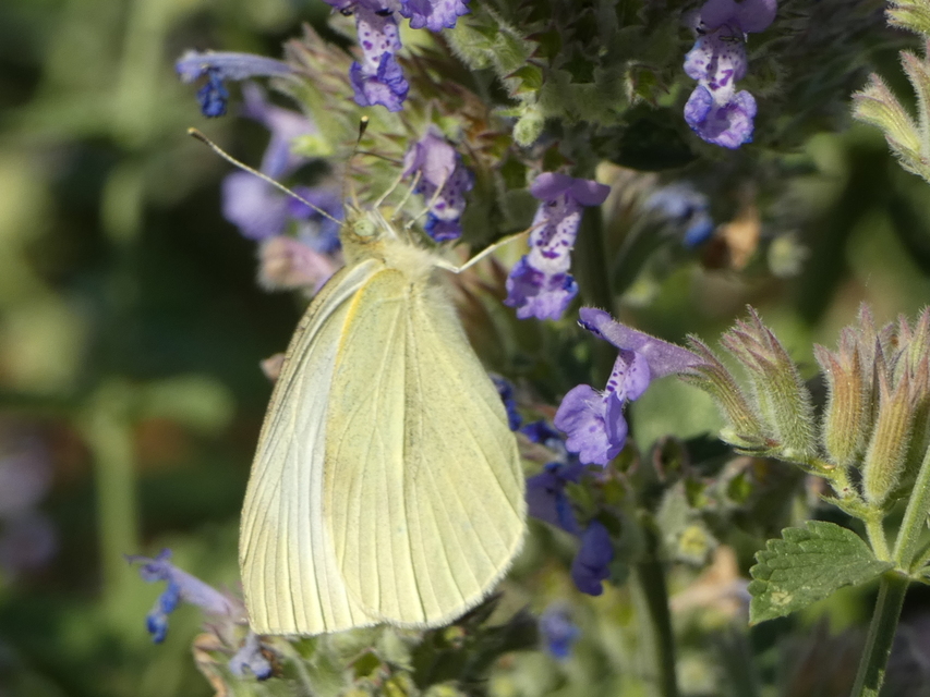 Pieris rapae - répalepke