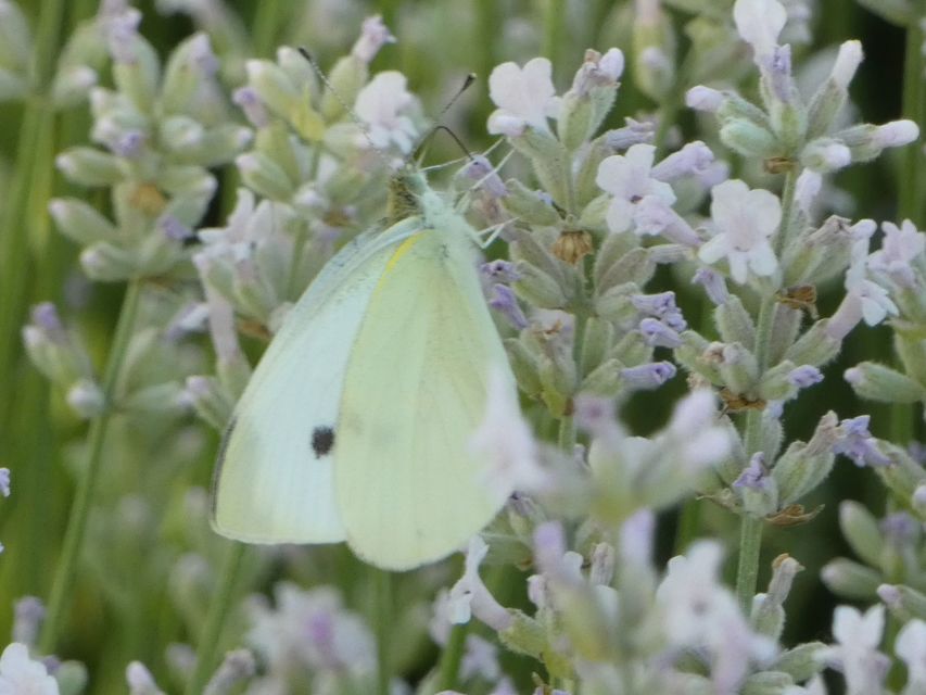 Pieris rapae - répalepke