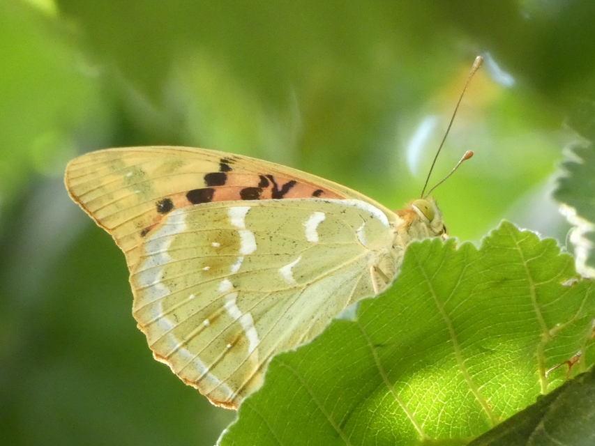 Argynnis pandora - zöldes gyöngyházlepke