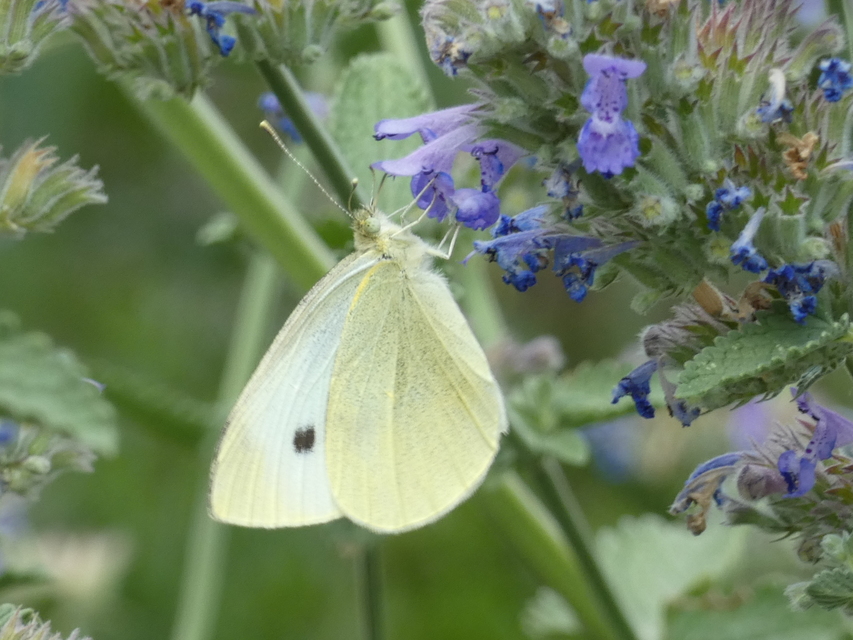 Pieris rapae - répalepke