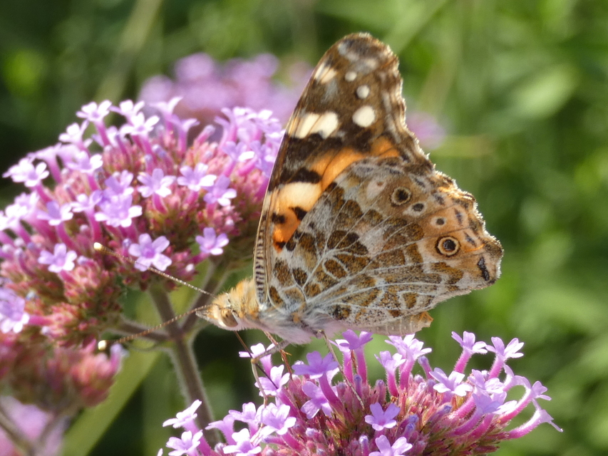 Vanessa cardui - bogáncslepke