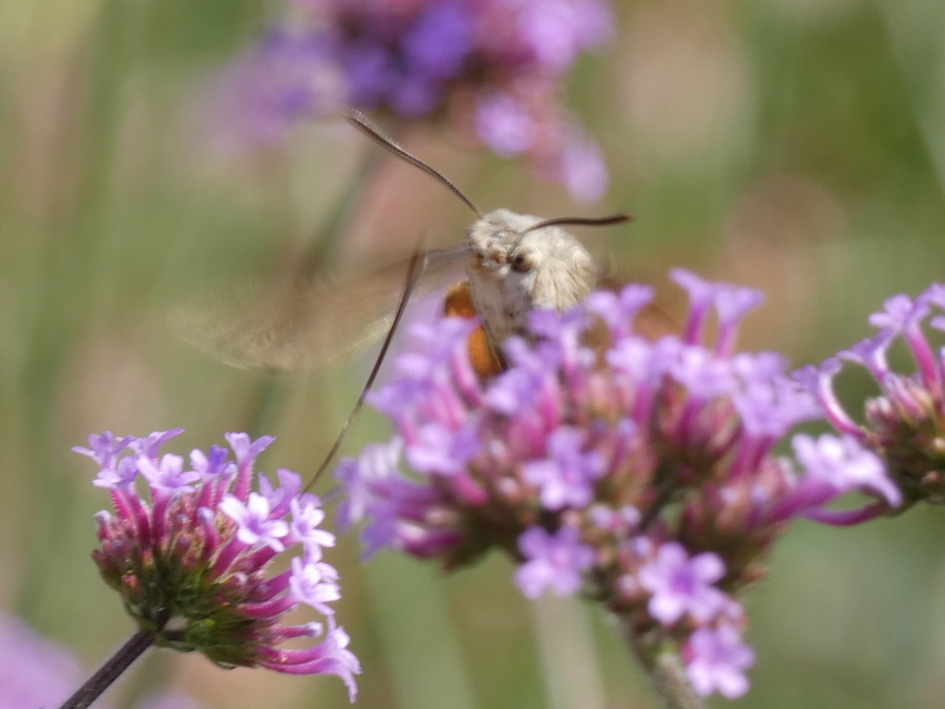 Macroglossum stellatarum - kacsafarkú szender