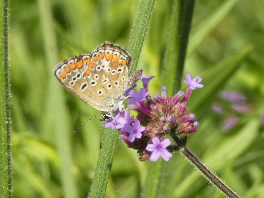 Aricia agestis - szerecsenboglárka