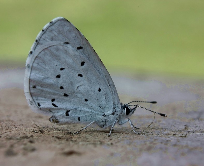 Celastrina argiolus - bengeboglárka