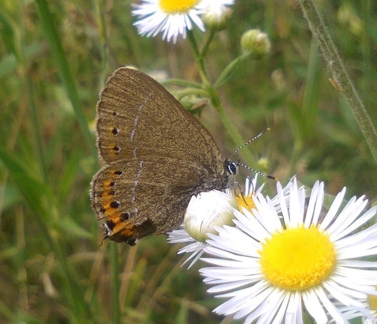 Satyrium pruni - szilvafa-csücsköslepke