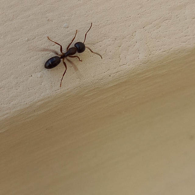 Camponotus fallax - ligeti lóhangya