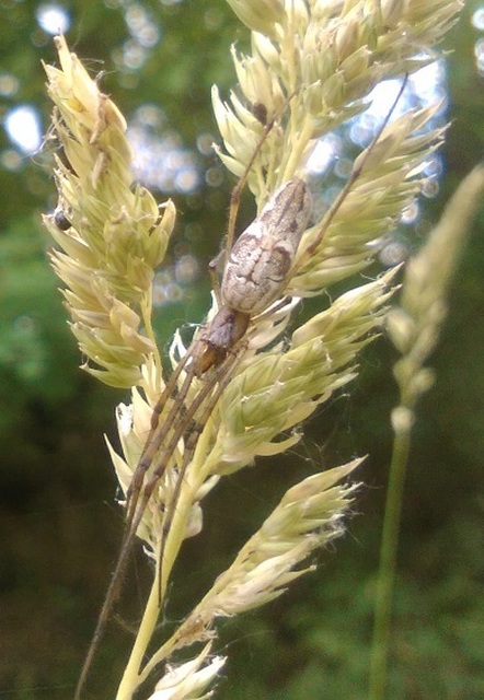 Tetragnatha