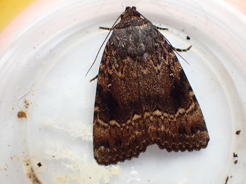 Amphipyra pyramidea - fahéjszínű bagoly