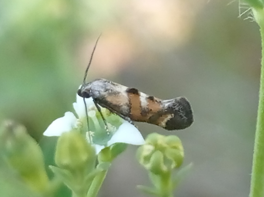 Epermenia pontificella - tarka íveltmoly